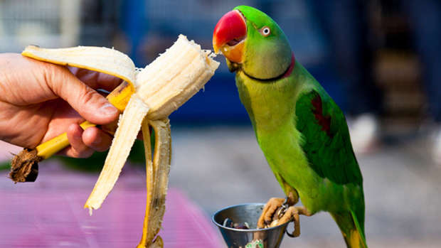 parrot dating