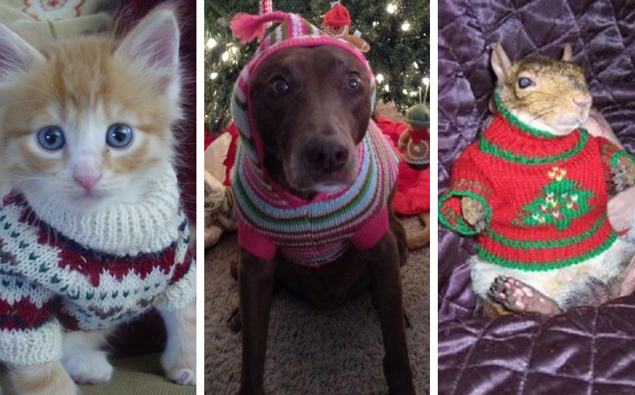 These animals wearing Christmas jumpers are too cute