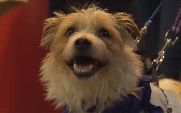 Watch: Hilarious Jack Russell goes 'crazy' at Crufts