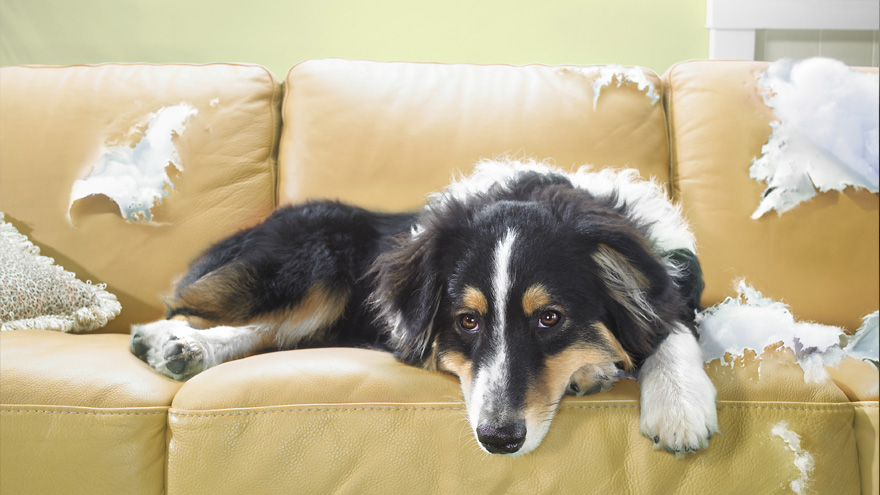 These are the 10 naughtiest dog breeds