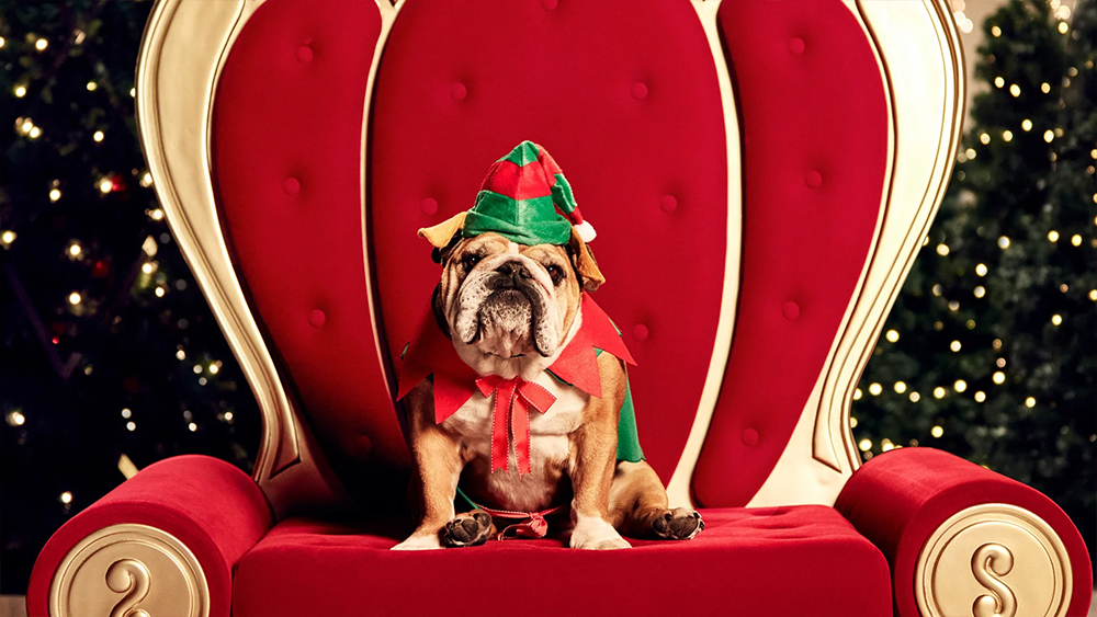 It turns out you can take your dog to meet Santa this Christmas and it