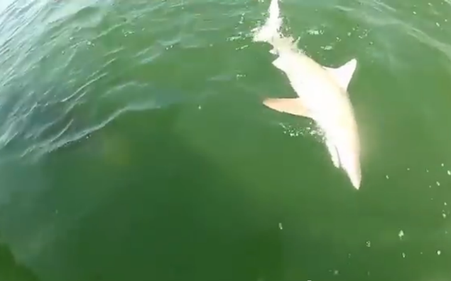 Giant Fish Swallows Entire Shark